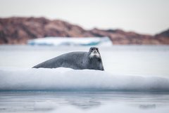 Robbe auf einer Eisscholle