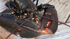 Lobster
