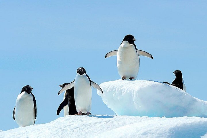 Adeliepinguine
