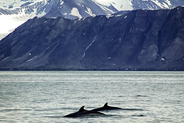 Zwergwale in Spitzbergen