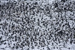 Pinguinkolonie im Schnee