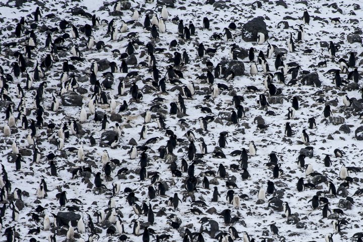 Pinguinkolonie im Schnee