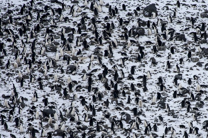 Pinguinkolonie im Schnee