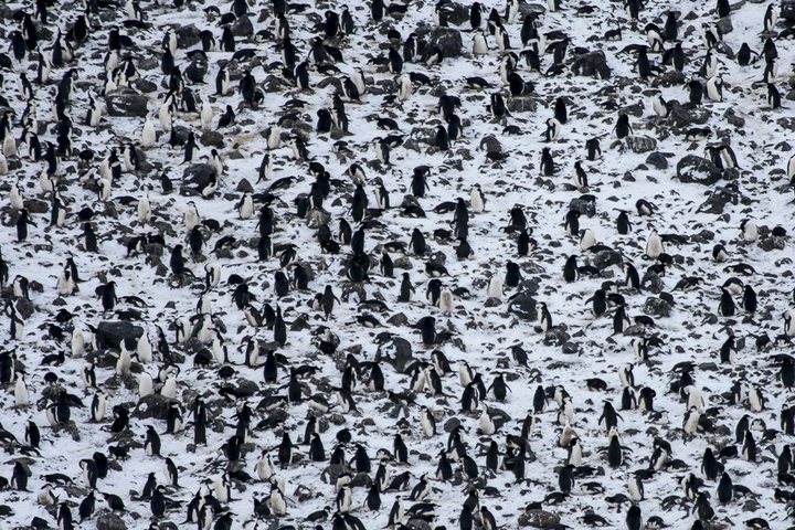 Pinguinkolonie im Schnee