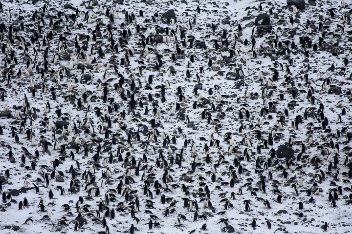 Pinguinkolonie im Schnee