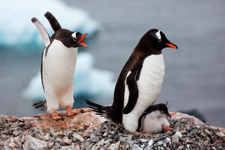 Eselspinguine in der Antarktis