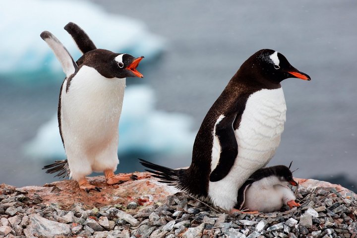 Pinguine auf der Antarktischen Halbinsel Pinguine mit Küken auf der Antarktischen Halbinsel
