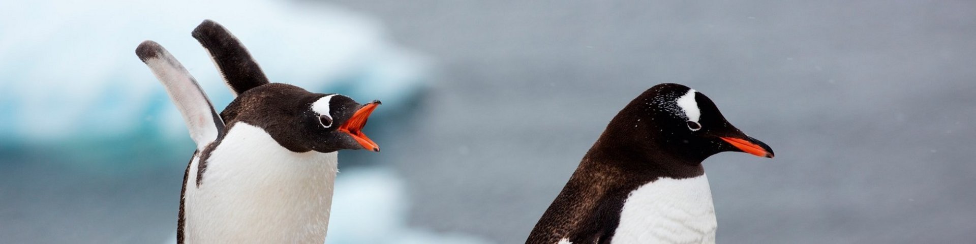 Eselspinguine in der Antarktis
