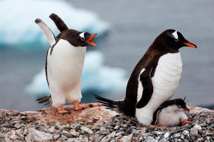 Pinguine mit Küken auf der Antarktischen Halbinsel