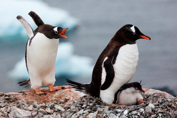 Pinguine auf der Antarktischen Halbinsel