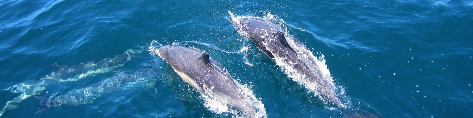 Delfine in der Baja California