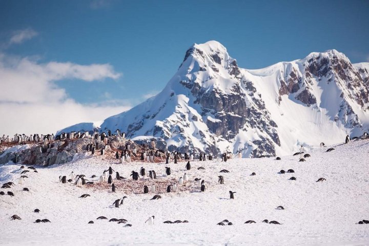 Pinguinkolonie in der Antarktis