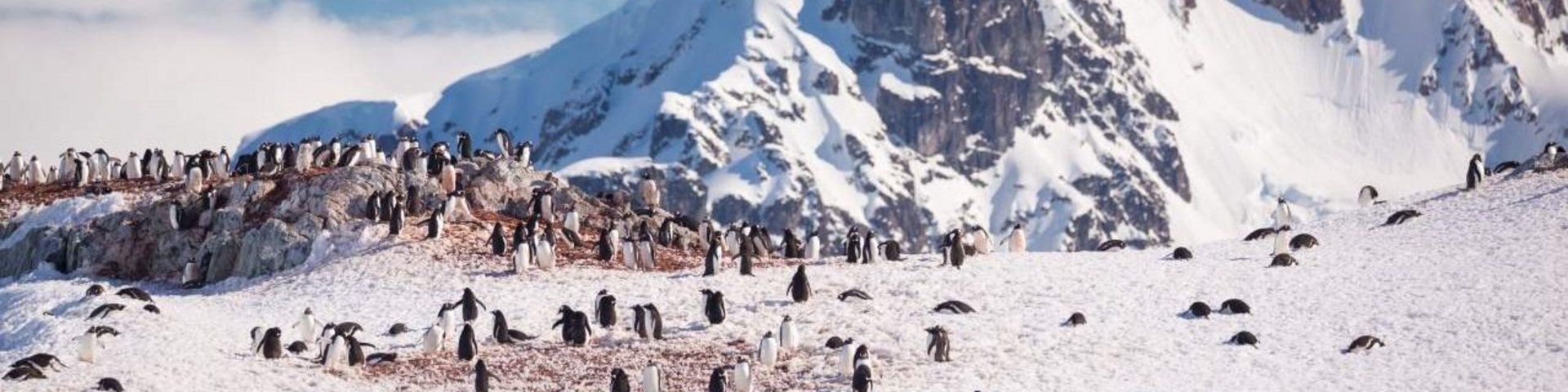 Pinguinkolonie in der Antarktis