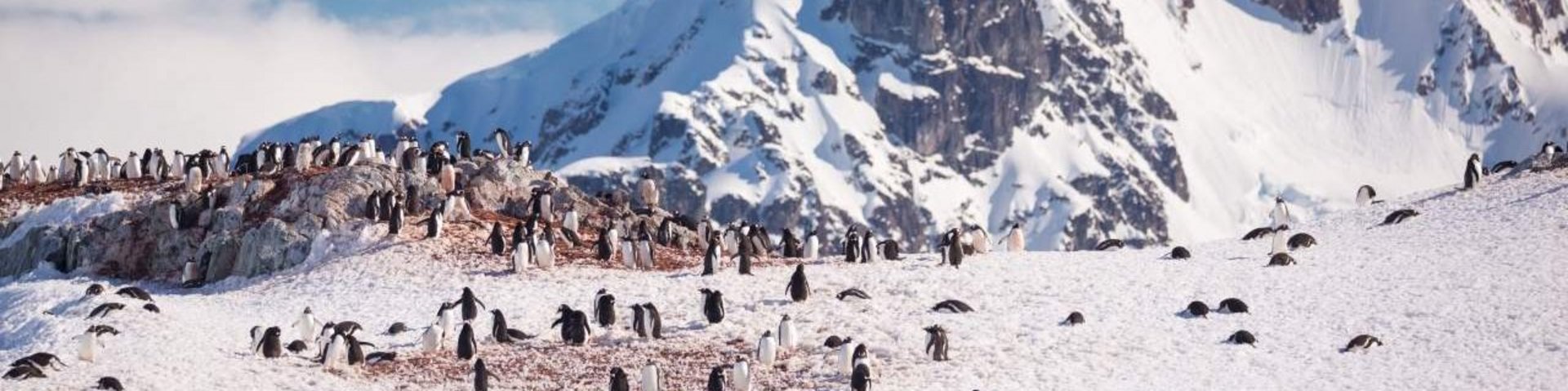 Pinguinkolonie in der Antarktis