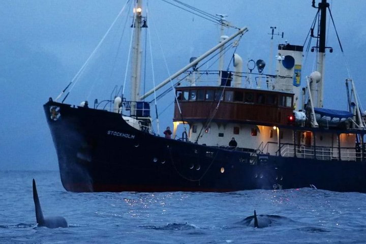 Expeditionsschiff Stockholm mit Orcas in Nordnorwegen