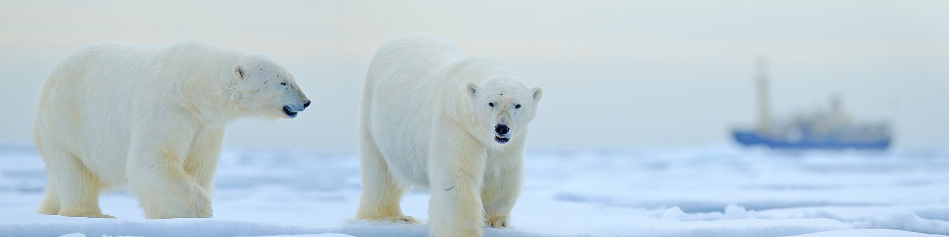 Eisbären in der russischen Arktis