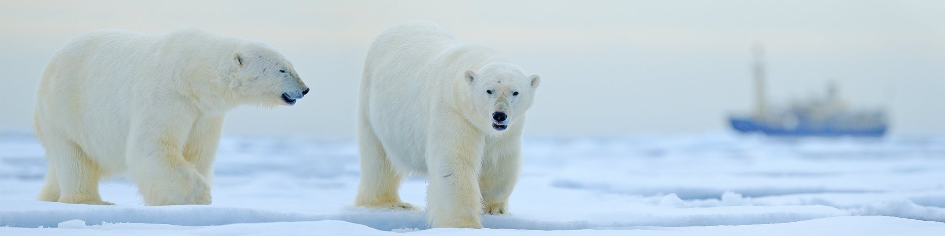 Eisbären Eisbären
