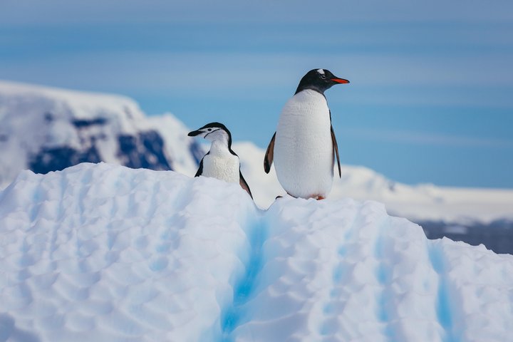 Zügel- und Eselspinguin