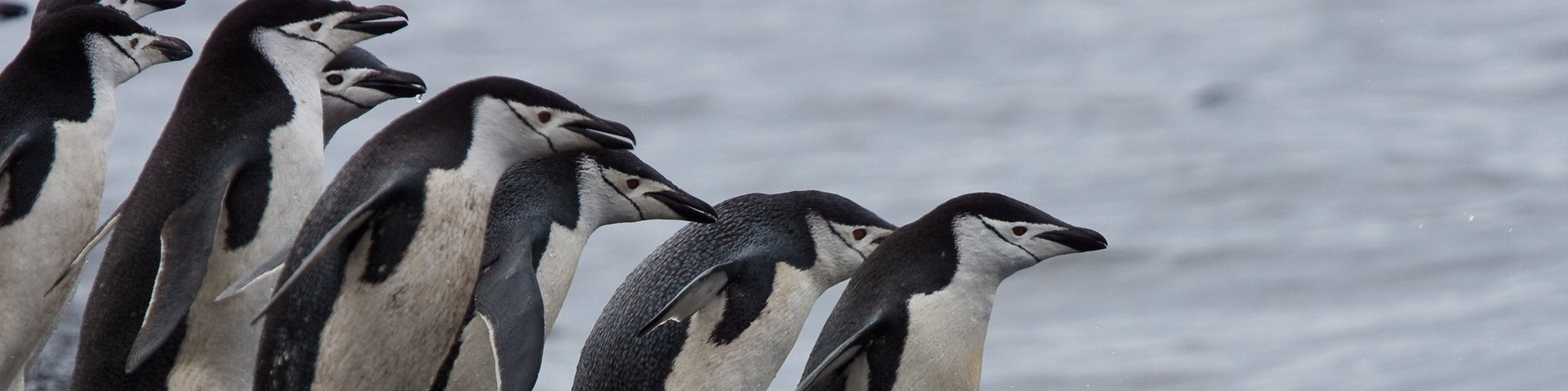 Zügelpinguine in der Antarktis Zügelpinguine in der Antarktis
