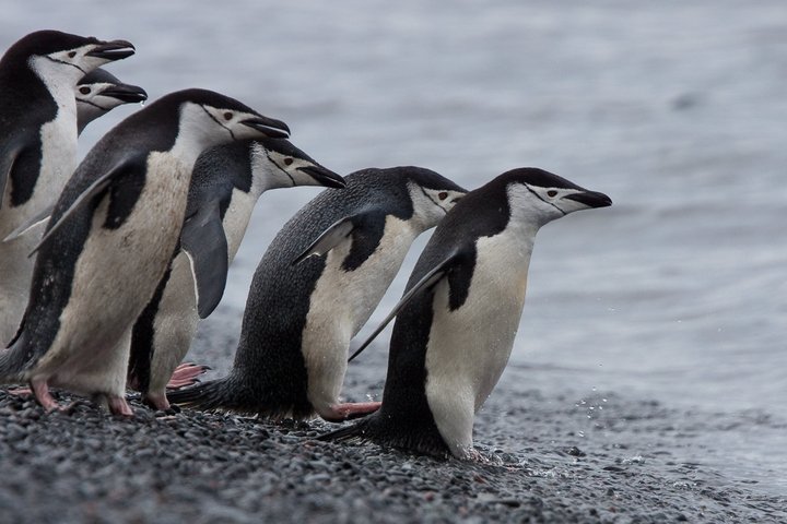 Zügelpinguine in der Antarktis