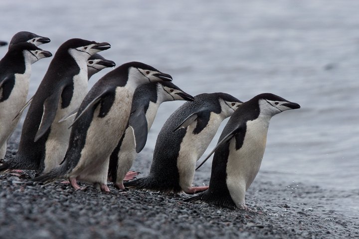 Zügelpinguine in der Antarktis