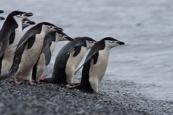 Zügelpinguine in der Antarktis