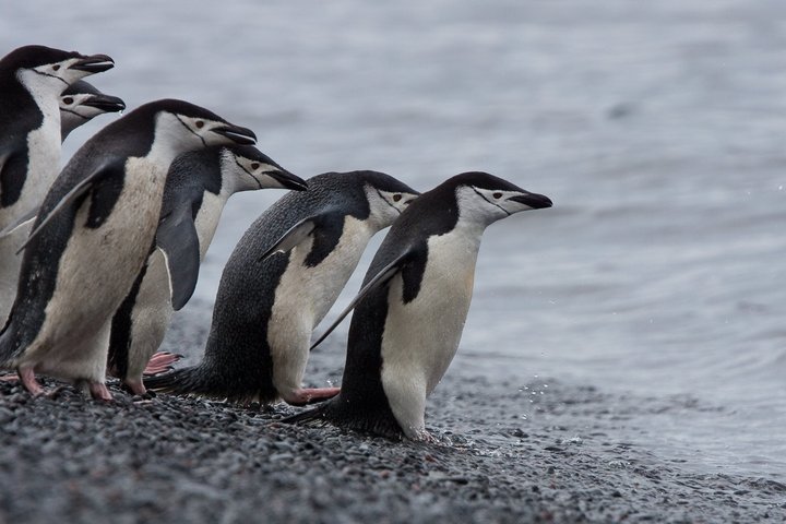 Zügelpinguine in der Antarktis