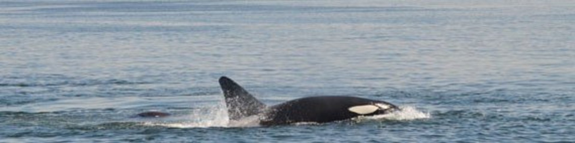 Orca vor der Küste Kanadas