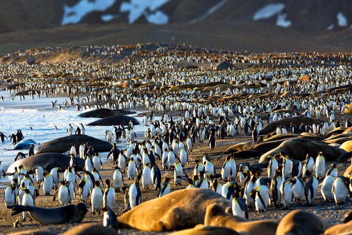Freunde? Königspinguine und Seeelefanten Freunde? Königspinguine und Seeelefanten