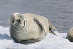 Weddelrobbe in der Antarktis