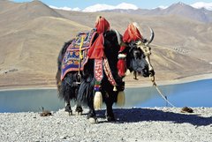 Yak