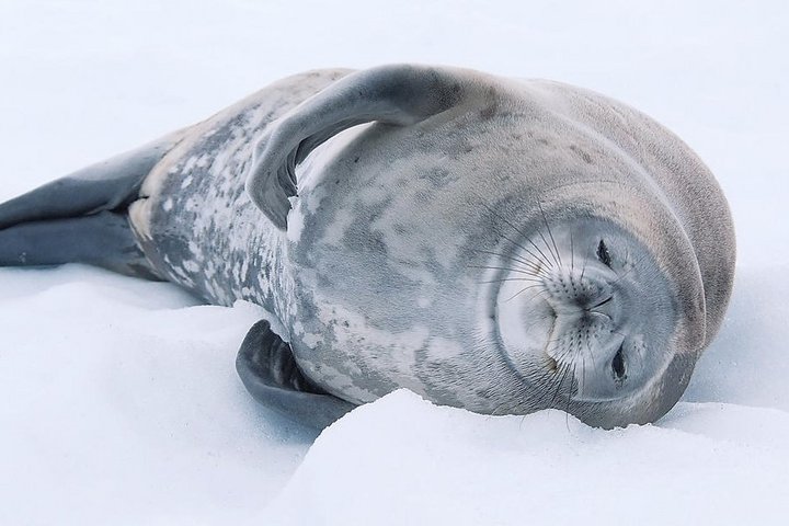 Robbe in der Antarktis im Schnee