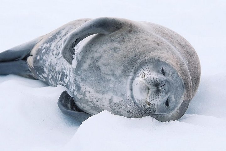 Schlafende Robbe in der Antarktis
