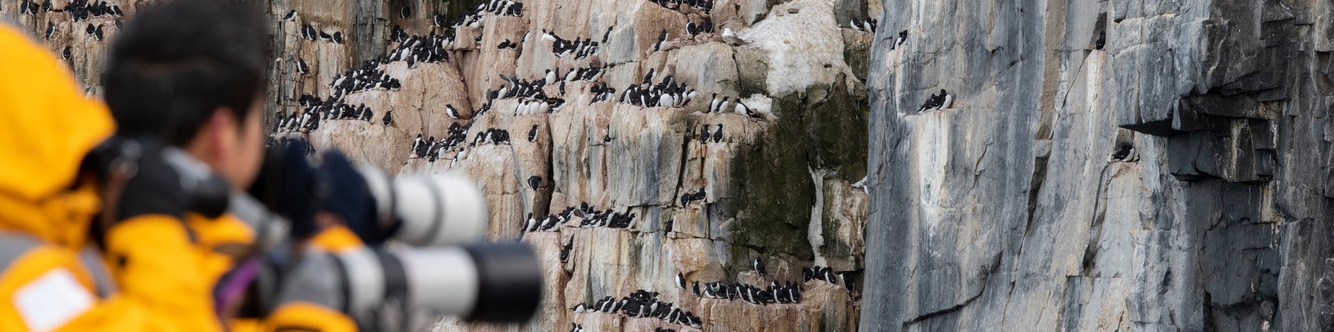 Seevögel der Arktis hautnah beobachten