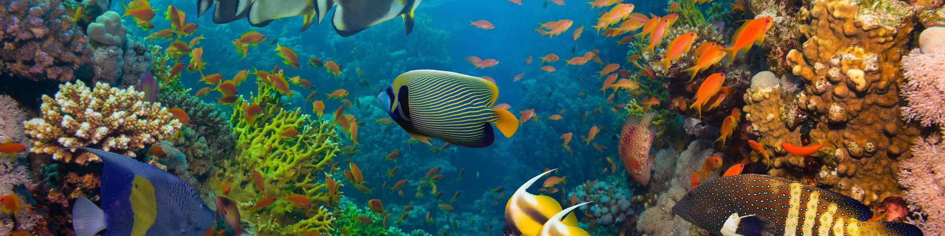 Korallen und Fische - Unterwasser