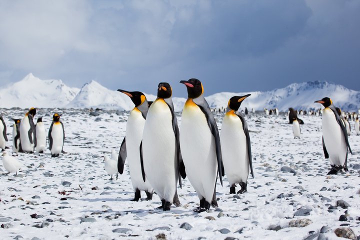 Königspinguine in der Antarktis
