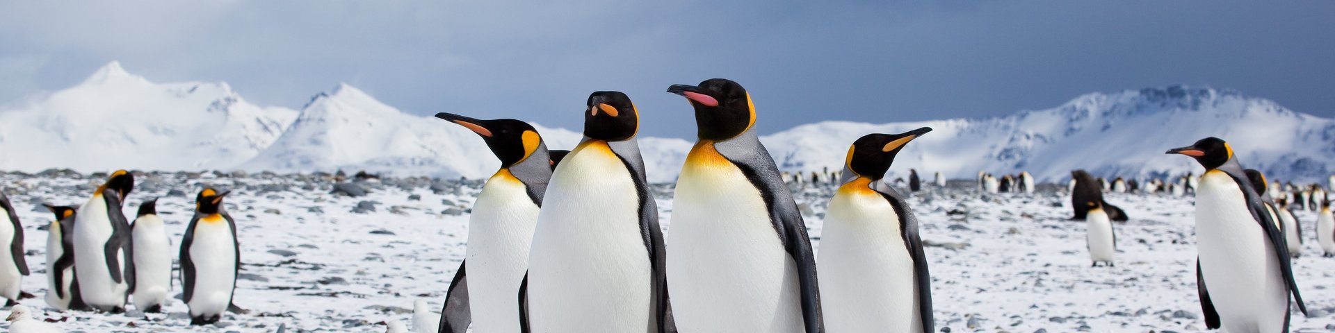 Königspinguine in der Antarktis