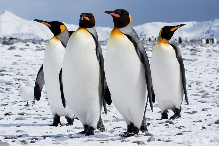 Königspinguine in der Antarktis