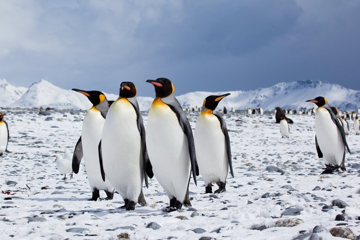 Königspinguine in der Antarktis