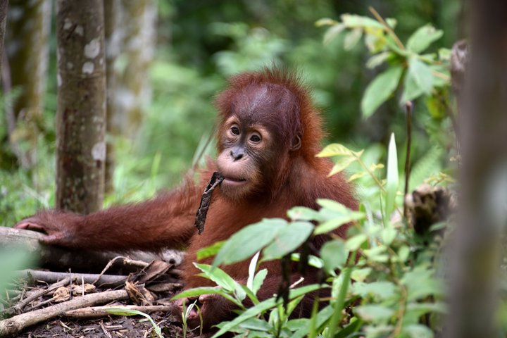 Sumatra-Orang-Utan Pongo Sumatra-Orang-Utan Pongo