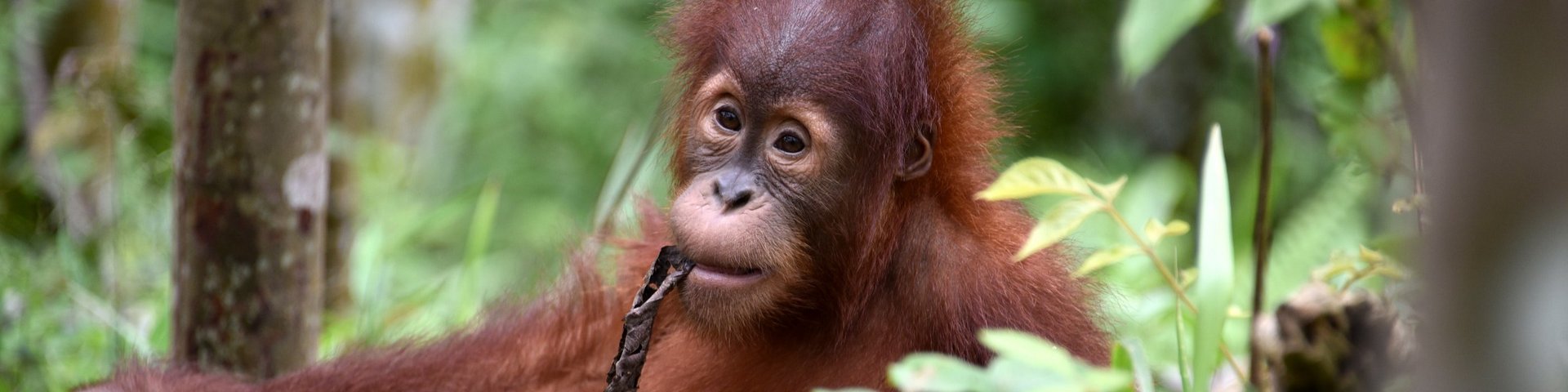 Sumatra-Orang-Utan Pongo