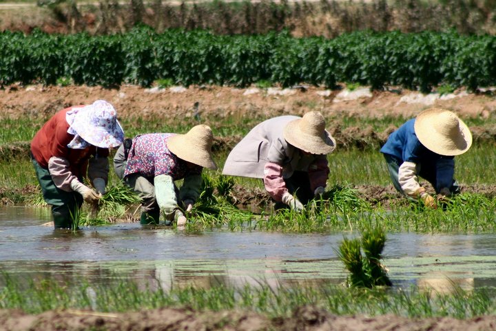 Reisbauern in Südwestchina