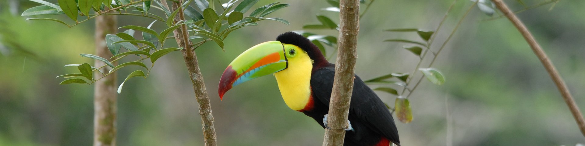 Tucan im Dschungel von Costa Rica