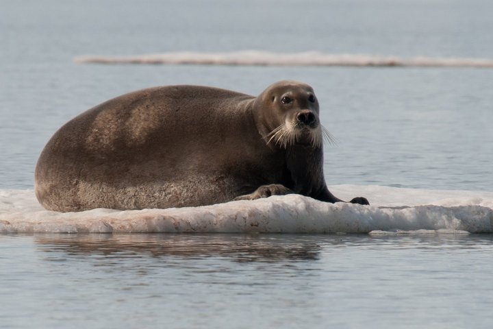 Bartrobbe in Spitzbergen Bartrobbe in Spitzbergen