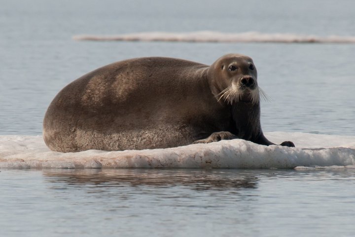 Bartrobbe in Spitzbergen
