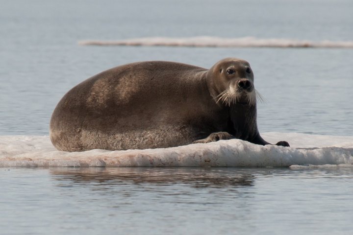 Bartrobbe in Spitzbergen