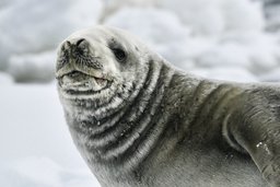 Robbe in der Antarktis