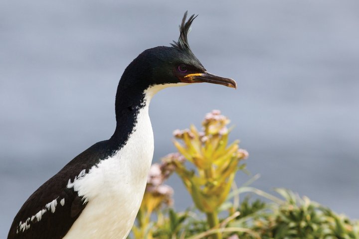 Auckland Island Kormoran