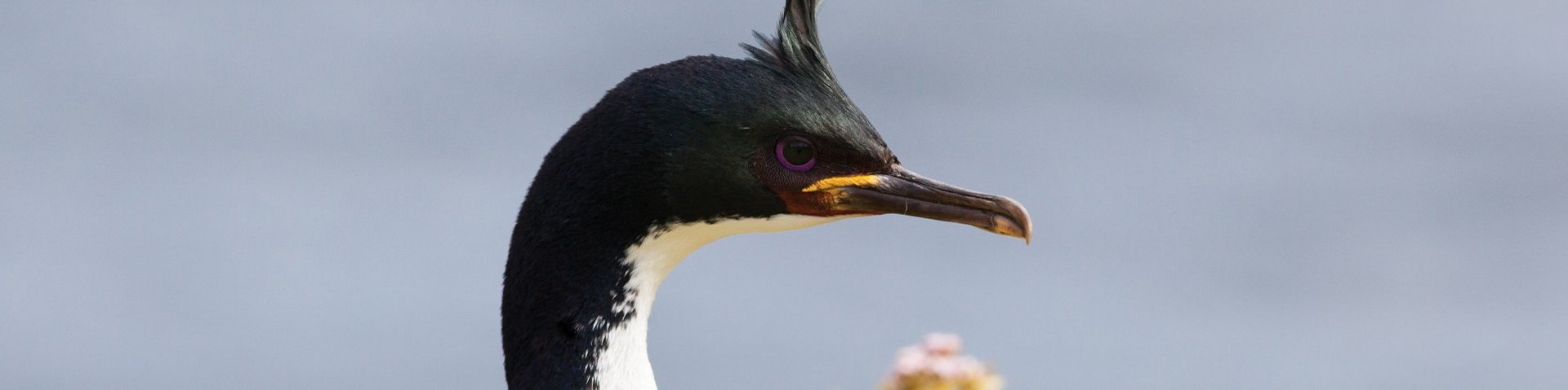 Auckland Island Kormoran