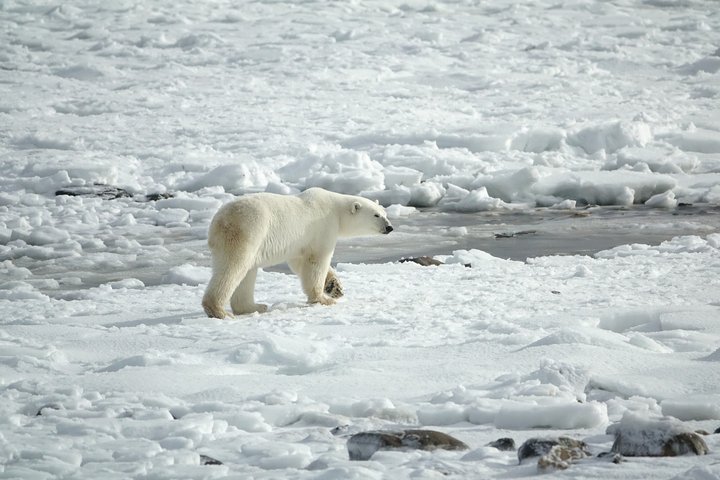 Eisbär auf Spitzbergen